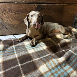 Spencer - Dachshund