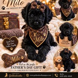 Yellow collar - Black female Goldendoodle puppy in Aurora, Illinois from Chicago Goldendoodles