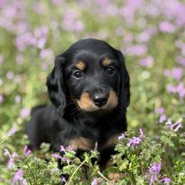 Long hair - 2150 - Black and tan male Dachshund puppy in Nashville, Arkansas from Whisenhunt Farms