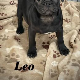 Leo - Black male Pug puppy in Hesperia, California from Amatskennel - Stubby Tails Ranch