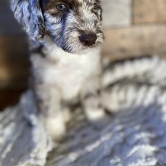 Rapunzel - Aussiedoodle puppy from Oldtown Doodles