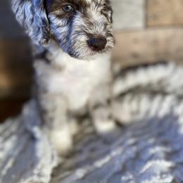 Rapunzel - Aussiedoodle puppy from Oldtown Doodles