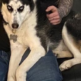 Siberian Husky All Grown Up from WolfPackk