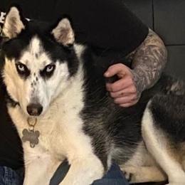 Siberian Husky All Grown Up from WolfPackk