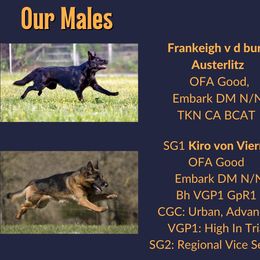 German Shepherd Puppies from Austerlitz German Shepherds