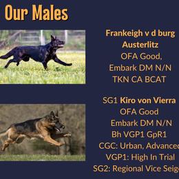 German Shepherd Puppies from Austerlitz German Shepherds