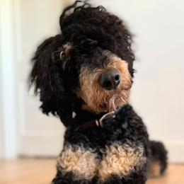 Mowgli - Bernedoodle