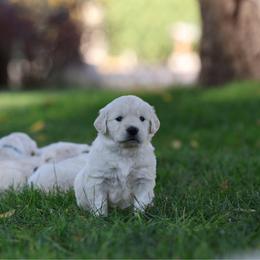Everest - Light golden male Golden Retriever puppy in Payette, Idaho from Stonewick Retrievers
