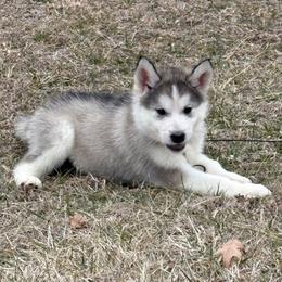 Aladdin Sane - Sable and white female Alaskan Malamute puppy in Easton, Maryland from Stars Howl-O Kennels by FurEver Friends Inc