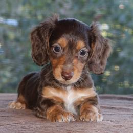 Puppy C Purebred DNA Tested Parents Family Raised - Chocolate and tan male Dachshund puppy in Haines City, Florida from Divine Poodle Paradise Standard Poodles & Divine Dachshunds
