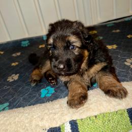 Colt - Black and red male German Shepherd puppy in Canterbury, New Hampshire from De La Paz German Shepherds