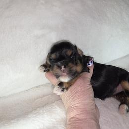 F4 - Black and tan female Havanese puppy in Deer Park, Washington from Mt. Top Havanese