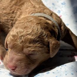 Cedar - Caramel male Labradoodle puppy in Stamford, Connecticut from Doodles of CT