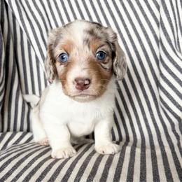RB BOY - Dapple male Dachshund puppy in Elkhart, Indiana from Hart City Dachshunds