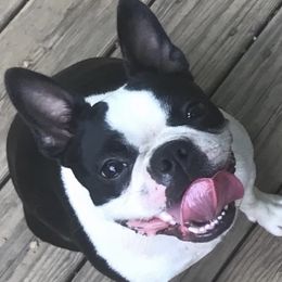 Bobo - Boston Terrier