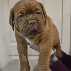 Black boy - Red male Dogue de Bordeaux puppy in Michigan from Boondocks Bordeaux