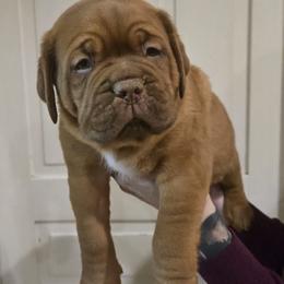 Black boy - Red male Dogue de Bordeaux puppy in Michigan from Boondocks Bordeaux