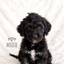 Millie - Parti female Goldendoodle puppy in Warrensburg, Missouri from Supreme Doodles