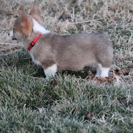 Pembroke Welsh Corgi Puppies from NC Cattle