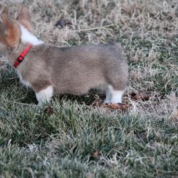 Pembroke Welsh Corgi Puppies from NC Cattle