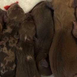 Dachshunds from MiniHeartDachshunds