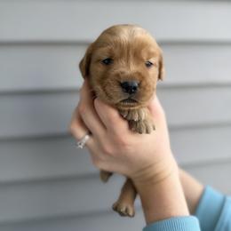 Female 3, Yellow - Golden female Golden Retriever puppy in Utah from Deseret Peak Goldens