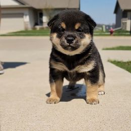 Shiba Inu Puppies from Pineapple Kennels