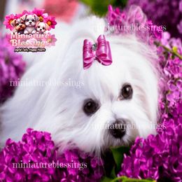 Diamond - Maltese