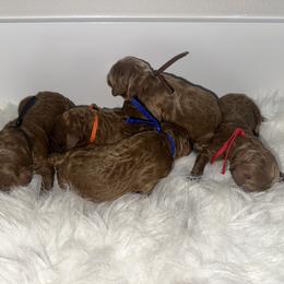 Orange boy - Red  male Goldendoodle puppy in Waskom, Texas from Pearls & Curls doodles & poodles