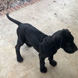 Great Dane Puppies from Leslie Woodard's Great Danes