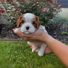 Cavalier King Charles Spaniel Puppies from Ellas.Pups