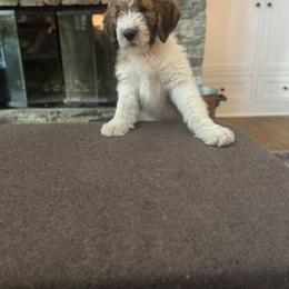 Saint Berdoodle Puppies from Country Manor Saint Berdoodles