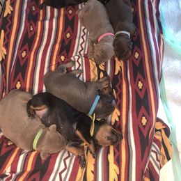 Doberman Pinscher Puppies from Ranchers Companion Doberman Kennel