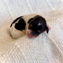 Girl 1 - Tri-color female Bernedoodle puppy in Salt Lake County, Utah from Coco Avenue Pups