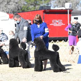 Poodle Puppies from D and D Standard Poodles