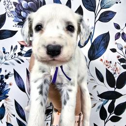 Purple - White and black female Dalmatian puppy in Gray, Georgia from Fuller Spots