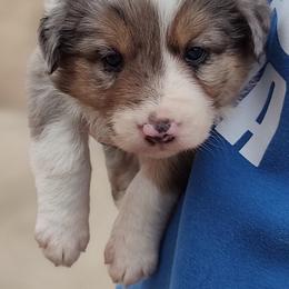 Border Collie Puppies from Bond Border Collies