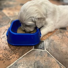 Golden Retriever Puppies from Freedom Retrievers