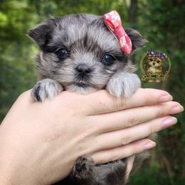 Korean Babydoll Bellflower - Merle female Morkie puppy in Barren Springs, Virginia from Seeking Shalom Acres Maltese, Maltipoos & Havamalts