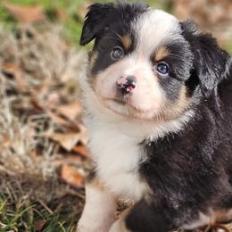 Aussiedoodles, Miniature Australian Shepherds, and Toy Australian Shepherds from Windfallpuppies