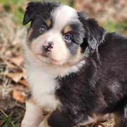 Aussiedoodles, Miniature Australian Shepherds, and Toy Australian Shepherds from Windfallpuppies