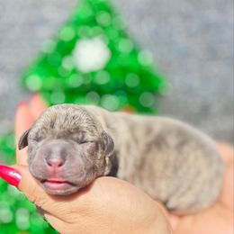 Butch-red - Brindle male Companion Cross puppy in Calimesa, California from BoujeePoodlesofsocal