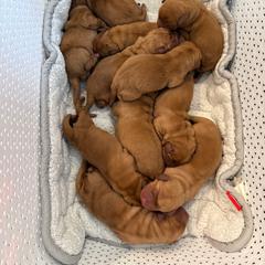 Pink collar - Yellow female Labrador Retriever puppy in Clinton, Tennessee from Summer Rose