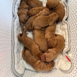 Pink collar - Yellow female Labrador Retriever puppy in Clinton, Tennessee from Summer Rose