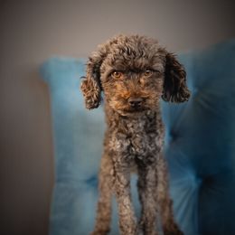 Coco - Poodle