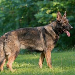 Josette Vom Top Gun - Sable female German Shepherd puppy in Great Cacapon, West Virginia from Top Gun Shepherds, LLC