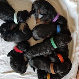 Bernedoodle and Goldendoodle Puppies from Saratoga Springs Doodles