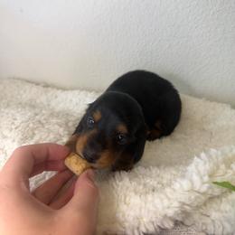 AKC Black and Tan Girl - 2,500 - Black and tan female Dachshund puppy in Fredericksburg, Texas from Goodman Dachshunds