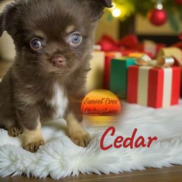 Cedar - Chocolate and white male Chihuahua puppy in Oakwood, Georgia from Sunset Eves Chihuahuas