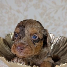 Aussiedoodle Puppies from The Cuddly Dood Ranch